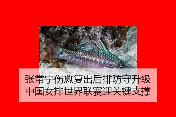 zhang-chang-ning-shang-yu-fu-chu-hou-pai-fang-shou-sheng-ji-zhong-guo-nv-pai-shi-jie-lian-sai-ying-guan-jian-zhi-cheng-3-921.jpg